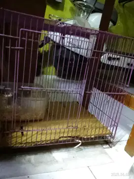 Kandang kucing masih bagus