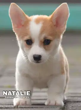 Corgi sable betina •NATALIE•