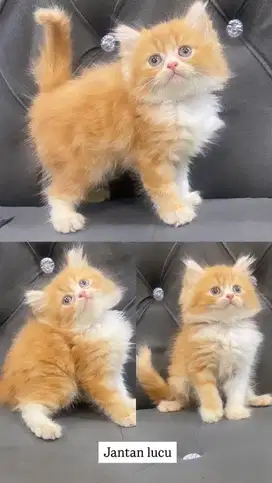 Kitten jantan persia pure oren