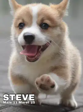 Corgi sable jantan •STEVE•