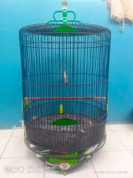 Kandang murai no dua