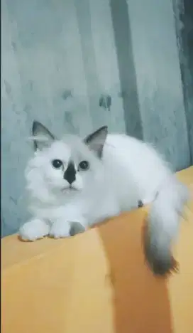 Himalaya betina 3 bulan