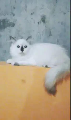 Kucing himalaya manis betina 3bulan