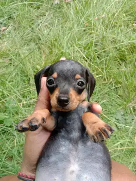 Anjing mini tekel/ dachshound