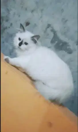 Bagi pecinta kucing hiamalaya nya