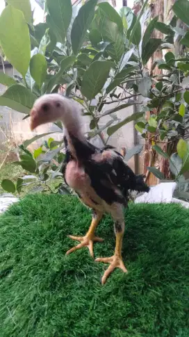 Anakan ayam Siam