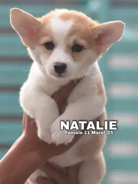 Puppy corgi jantan & betina stambum