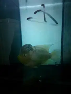 Jual aja ikan louhan nya set beserta akuarium nya