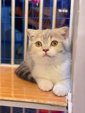 Adopsi kucing bsh adopt kucing bsh scottish