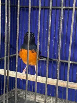Burung murai batu