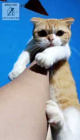 SCOTTISH FOLD BETINA