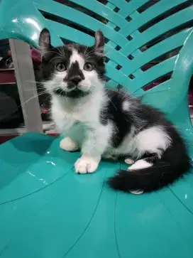 Munchkin kinkalow jantan cakep