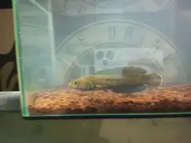 Jual ikan Channa