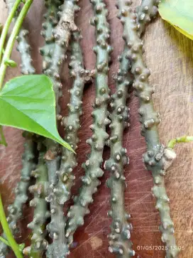 Jual BROTOWALI / BRUTOWALI