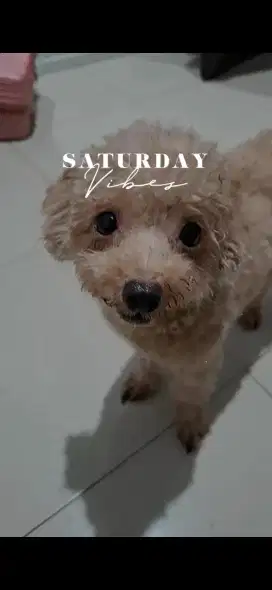 Jual poodle apricot