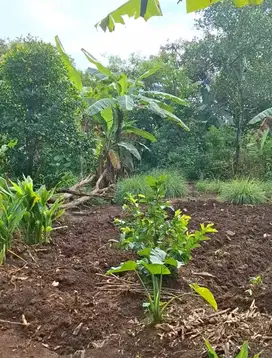 tanah kebon di citayam cibinong bogor