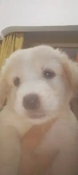 Anak anjing wikclow