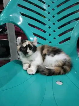Munchkin kinkalow betina cantik