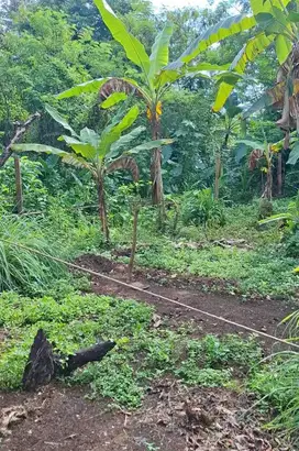tanah sawah dekat jalan raya bomang pemda