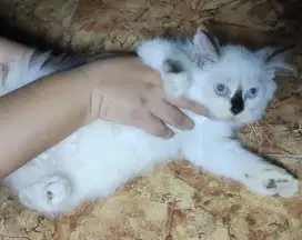 Himalaya betina 3bulan