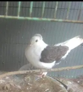 Burung dara santinet Betina