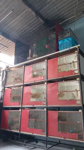 kandang ternak kenari