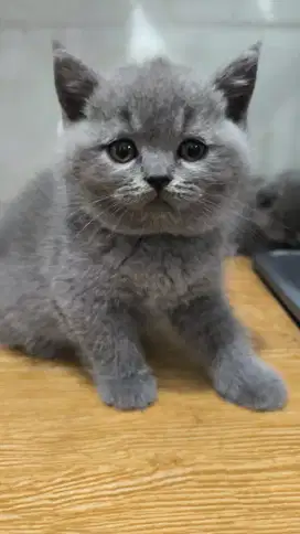 British shorthair