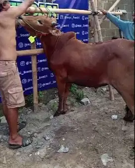 sapi madura kelas 300kiloan siap kurban 2025 murmer jamin manteb puas