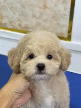 Pet grooming only dog