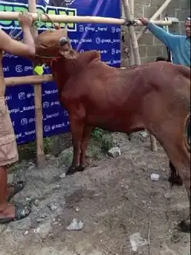 sapi madura kelas 300kiloan siap sapi qurban 2025 hemat ekonomisan top