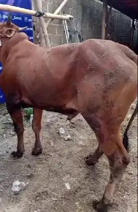 sapi madura kelas 300kiloan siap sapi qurban 2025 hemat ekonomisan top