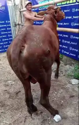 sapi madura kelas 300kiloan siap kurban 2025 postur tinggi berotot top