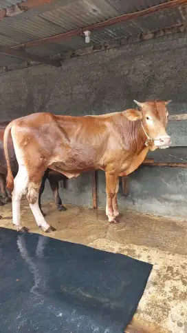 Sapi Limousin, Sapi Jawa,  dan Sapi Qurban Lainnya