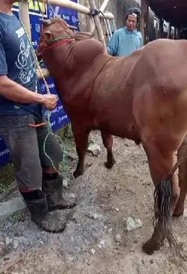 sapi madura kelas 300kiloan siap sapi kurban terbaik 2025 tinggi puas