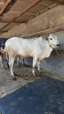 Sapi PO Sapi Jawa Sapi Purih Murah / Sapi Kurban