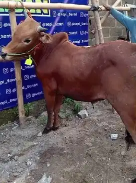 sapi madura kelas 300kiloan siap sapi qurban terbaik 2025 tinggi puas