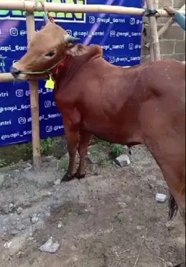 sapi madura kisaran 300kilo siap kurban terbaik 2025 jamin manteb puas