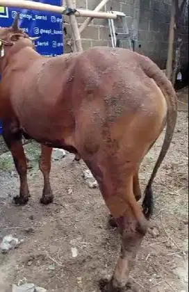 sapi madura kelas 300kiloan tinggi berotot siap sapi kurban 2025 puas