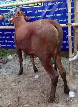 sapi madura kelas 300kiloan siap sapi qurban terbaik 2025 murmer puas