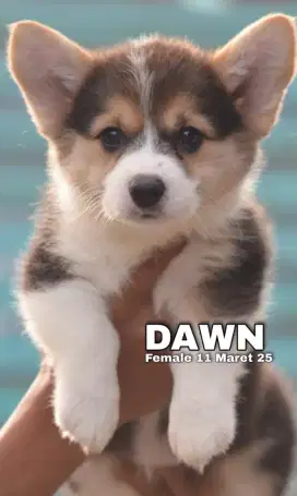 Jual corgi good quality