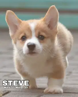 Corgy good quality