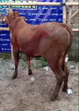 sapi madura kelas 300kiloan siap sapi qurban terbaik 2025 jamin manteb