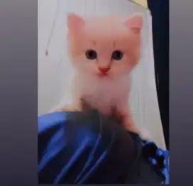Persia kitten 2bulan mau ke 3bulan