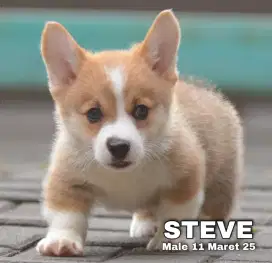 PUPPY CORGIE MALE 1