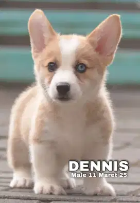 PUPPY CORGI MALE 2