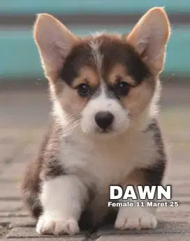 PUPPY CORGIE MALE 3