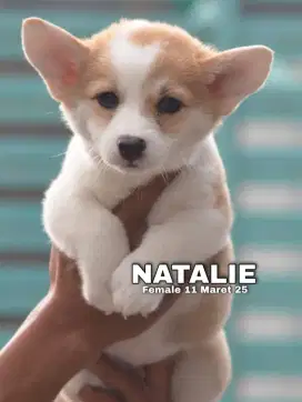 PUPPY CORGIE FEMALE 1