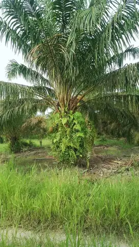 Dijual lahan sawit 20 hektar Gondai langgam