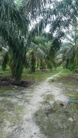 Dijual lahan sawit 20 hektar Gondai langgam