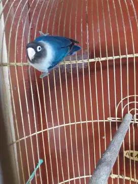 lovebird labet biru nuktok